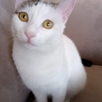 Tekir Kedi, Kedi  Maya fotoğrafı