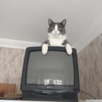 Mavi Rus, Kedi  Köpük fotoğrafı