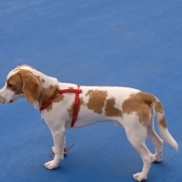 Beagle, Köpek  Leo fotoğrafı