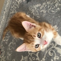 Tekir Kedi, Kedi  Tekir fotoğrafı