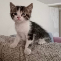 k624083 kullanıcısının #110856 peti