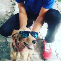 İngiliz Setter, Köpek  Charlie fotoğrafı