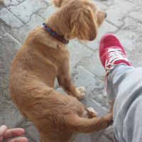 İngiliz Setter, Köpek  Charlie fotoğrafı