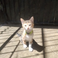 Tekir Kedi, Kedi  Lola fotoğrafı