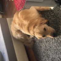 Golden Retriever, Köpek  Badem fotoğrafı