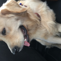 Golden Retriever, Köpek  Badem fotoğrafı