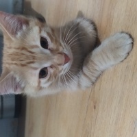 Sarman, Kedi  Şeftali fotoğrafı