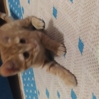 Sarman, Kedi  Şeftali fotoğrafı