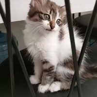 Tekir Kedi, Kedi  Duman fotoğrafı