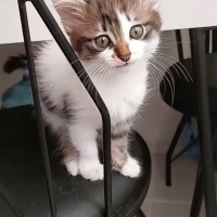 Tekir Kedi, Kedi  Duman fotoğrafı