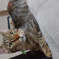 Tekir Kedi, Kedi  Zeus fotoğrafı
