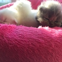 Scottish Fold, Kedi  Pamuk fotoğrafı