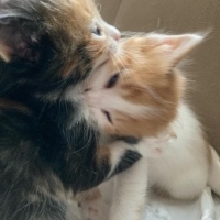 Tekir Kedi, Kedi  kedim dogum yapti 6 tane kucuk minnos kedim varr? fotoğrafı