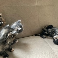 Tekir Kedi, Kedi  kedim dogum yapti 6 tane kucuk minnos kedim varr? fotoğrafı