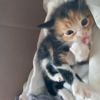 Tekir Kedi, Kedi  kedim dogum yapti 6 tane kucuk minnos kedim varr? fotoğrafı
