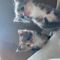 Tekir Kedi, Kedi  kedim dogum yapti 6 tane kucuk minnos kedim varr? fotoğrafı