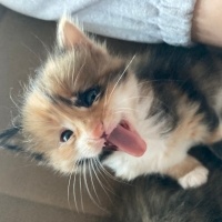 Tekir Kedi, Kedi  kedim dogum yapti 6 tane kucuk minnos kedim varr? fotoğrafı