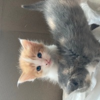Tekir Kedi, Kedi  kedim dogum yapti 6 tane kucuk minnos kedim varr? fotoğrafı