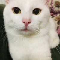 Ankara Kedisi, Kedi  Beedle fotoğrafı