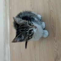 Tekir Kedi, Kedi  Şanslı fotoğrafı
