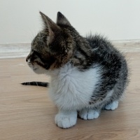 Tekir Kedi, Kedi  Şanslı fotoğrafı