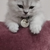 British Shorthair, Kedi  Süslü fotoğrafı