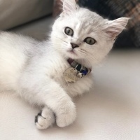 British Shorthair, Kedi  Süslü fotoğrafı