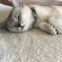 British Shorthair, Kedi  Süslü fotoğrafı