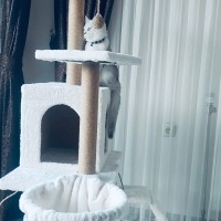 British Shorthair, Kedi  Süslü fotoğrafı