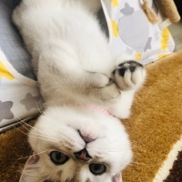 British Shorthair, Kedi  Süslü fotoğrafı