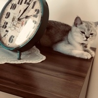 British Shorthair, Kedi  Süslü fotoğrafı