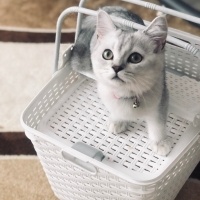 British Shorthair, Kedi  Süslü fotoğrafı