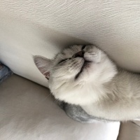 British Shorthair, Kedi  Süslü fotoğrafı
