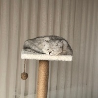 British Shorthair, Kedi  Süslü fotoğrafı