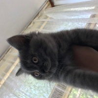 British Shorthair, Kedi  Mia fotoğrafı