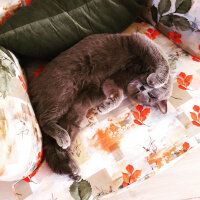 British Shorthair, Kedi  Lina fotoğrafı