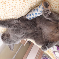 British Shorthair, Kedi  Lina fotoğrafı