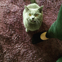 British Shorthair, Kedi  Lina fotoğrafı