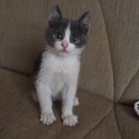 Tuxedo (Smokin) Kedi, Kedi  johny fotoğrafı