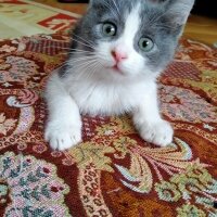 Tuxedo (Smokin) Kedi, Kedi  johny fotoğrafı