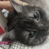İran Kedisi (Persian), Kedi  Boncuk fotoğrafı