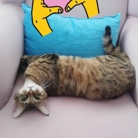 Tekir Kedi, Kedi  Şehla fotoğrafı
