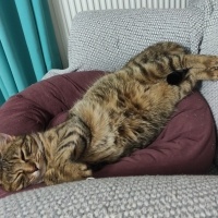Tekir Kedi, Kedi  Şehla fotoğrafı