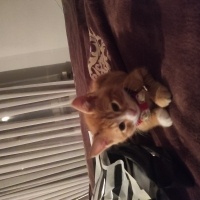Sarman, Kedi  Tarçın fotoğrafı