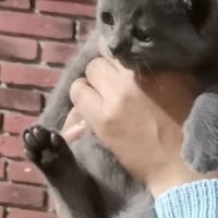 Scottish Fold, Kedi  Ateş fotoğrafı