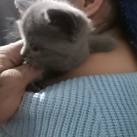 Scottish Fold, Kedi  Ateş fotoğrafı