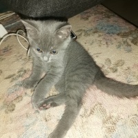 Scottish Fold, Kedi  Ateş fotoğrafı