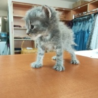 Tekir Kedi, Kedi  Duman (Arzu edilirse değişir) fotoğrafı