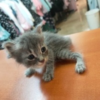Tekir Kedi, Kedi  Duman (Arzu edilirse değişir) fotoğrafı