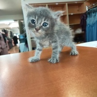 Tekir Kedi, Kedi  Duman (Arzu edilirse değişir) fotoğrafı
